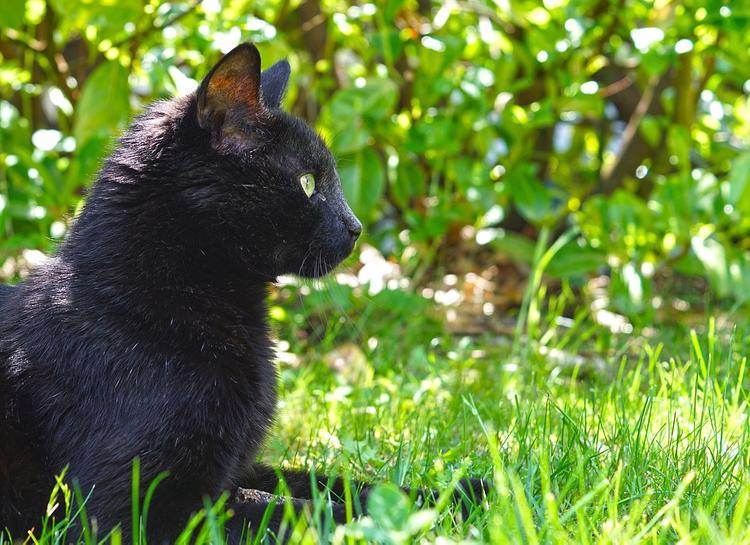 Потерянный пять лет назад кот встретил хозяйку на улице