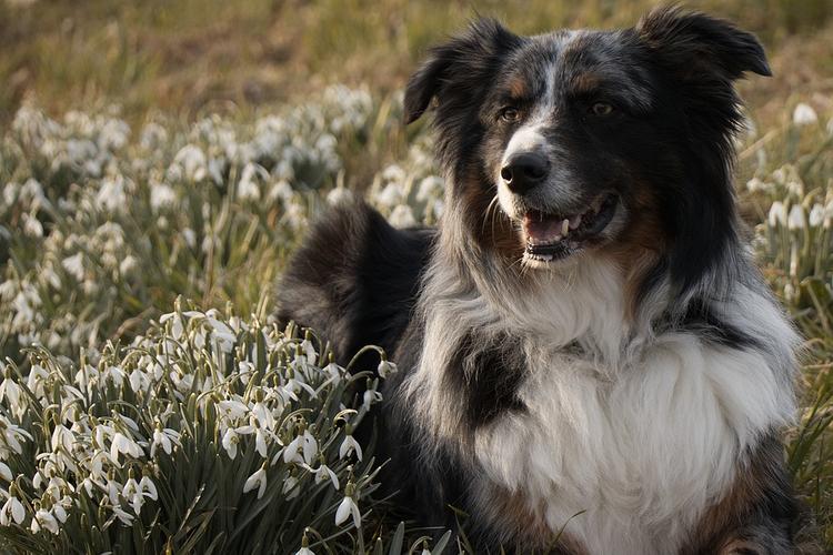Ученые доказали, что городские собаки подвержены аллергии чаще сельских