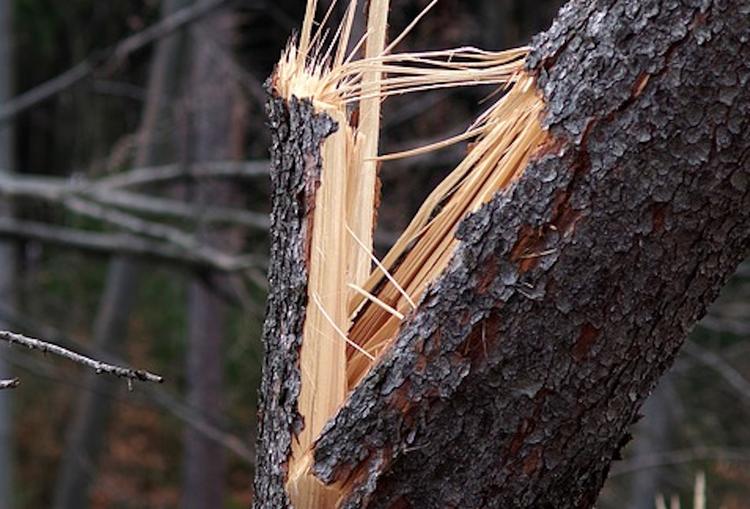 В центре Ростова-на-Дону рухнувшее дерево убило девушку