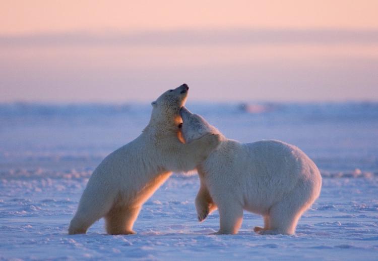 Загрязнение Арктики ослабляет потенцию полярных мишек