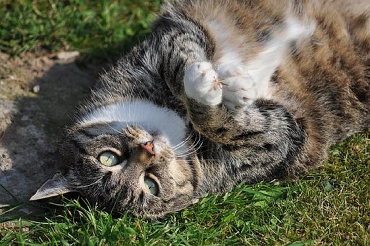 Толстый кот, умело остановивший драку, покоряет Интернет