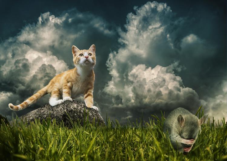 Эксперты считают кошек разведчиками инопланетных рас с Сириуса