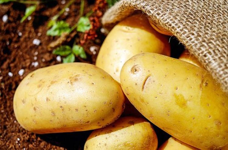 Россия может запретить ввоз белорусского картофеля