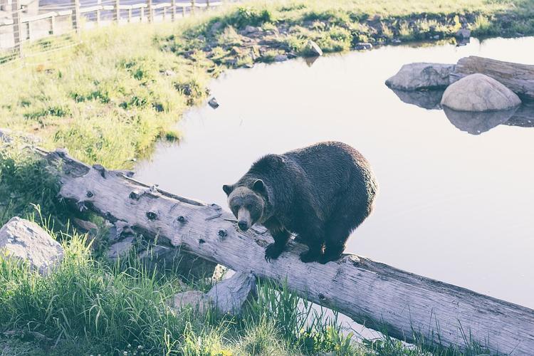 Медведь сломал забор на границе Латвии и России