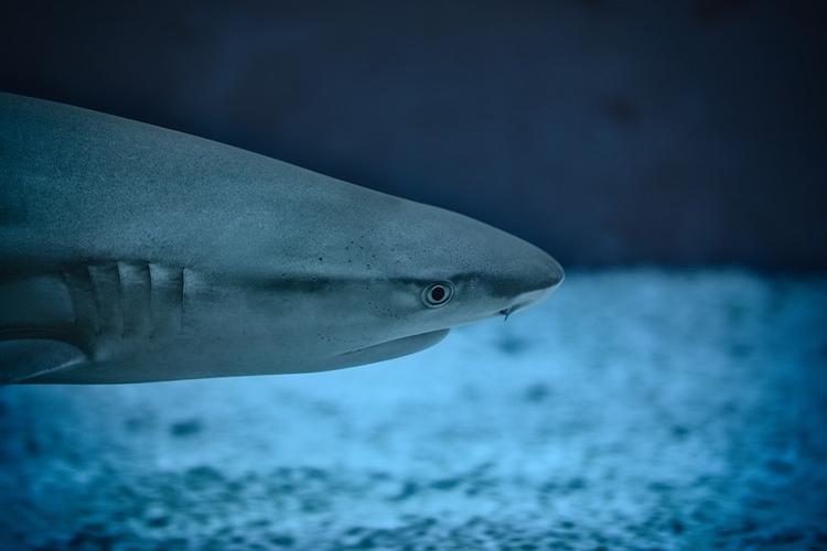 Рыбак в Австралии сделал акуле кесарево сечение и спас около ста детенышей