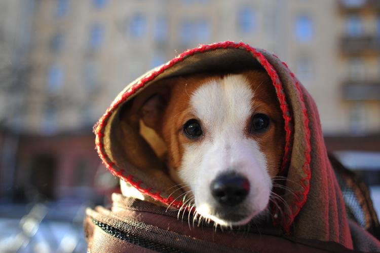 В Дмитрове спасли собаку, пролежавшую несколько дней в колючей проволоке