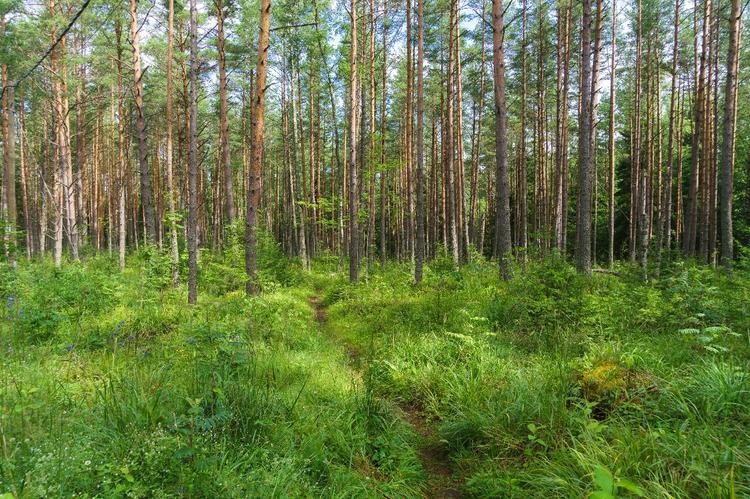 Черные лесорубы Иркутской области нарубили лес на полтора миллиона рублей