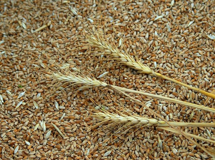 Российская пшеница становится эталоном для Африки
