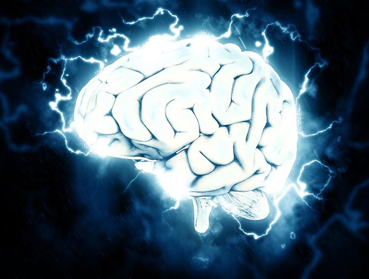 Ученым удалось сохранить мозг живым вне тела