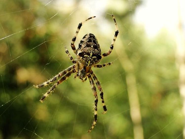 Самый старый в мире паук умер в Австралии