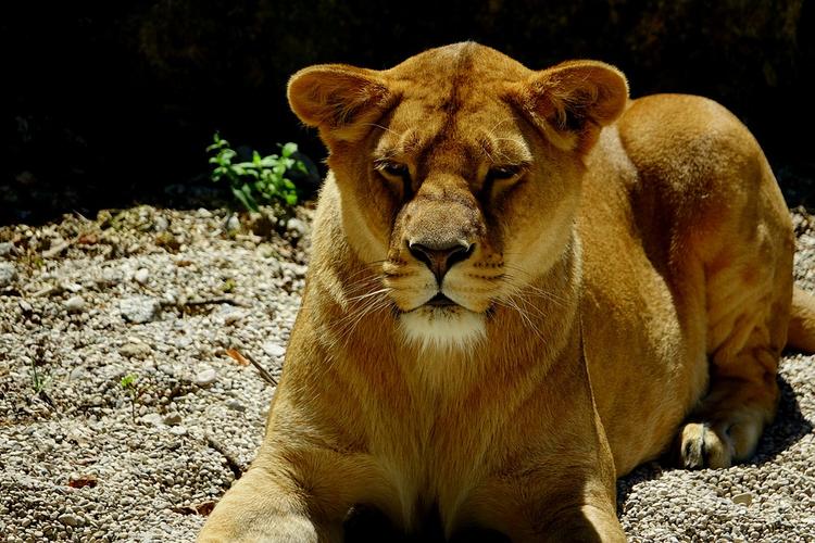Слепую львицу назвали «недоразумением» и бросили умирать в зоопарке