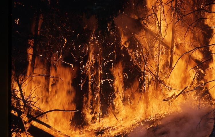 Площадь лесных пожаров на территории РФ возросла в три раза