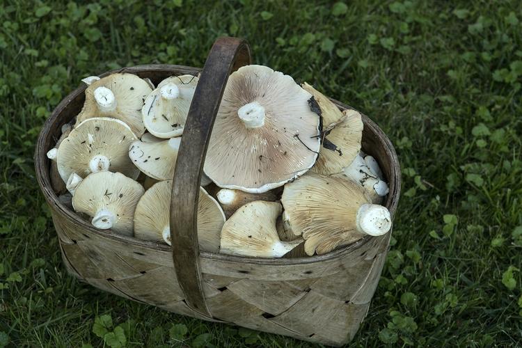 Медики советуют не включать грибы в постоянный рацион