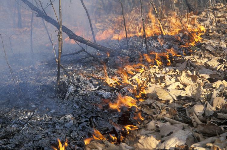 В Иркутской области масштабно горят леса