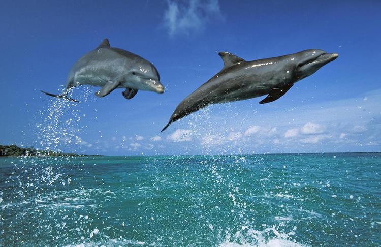 Западные СМИ высмеяли гибель украинских дельфинов в Севастополе