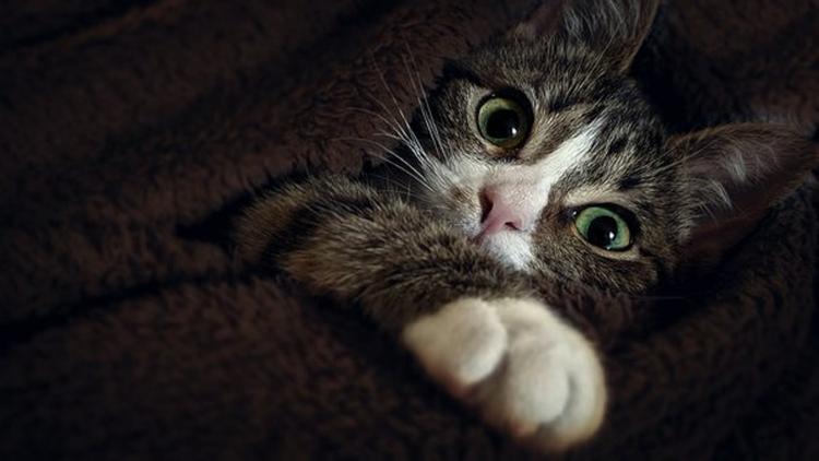 Видео с пытающимся "совершить побег" котенком обретает популярность