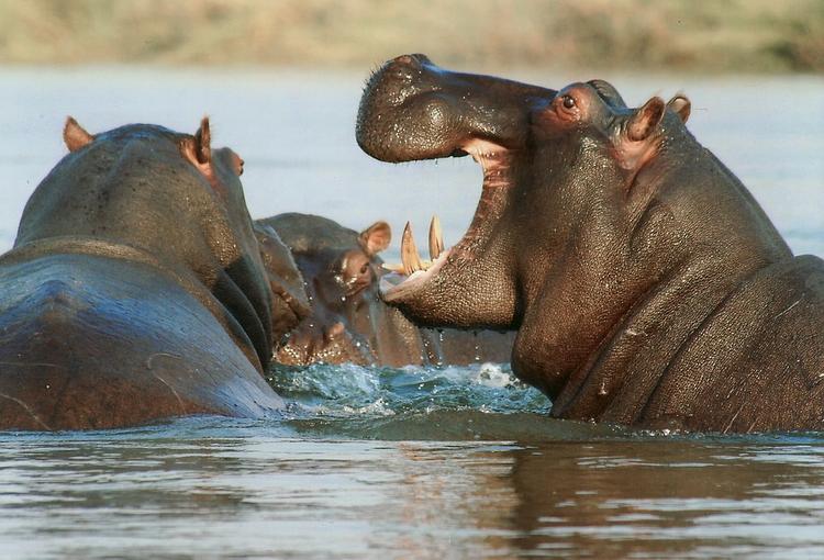Бегемоты помогли антилопе спастись от крокодилов