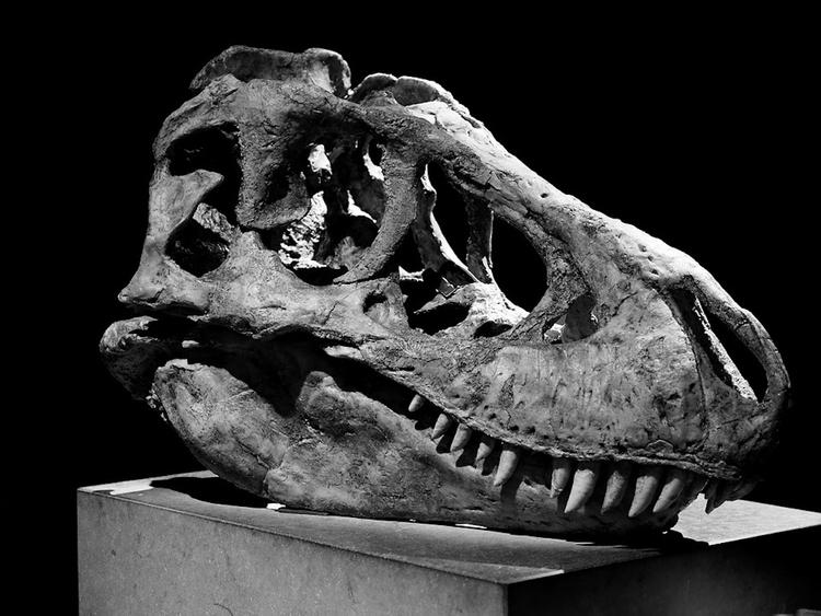Бразильские ученые обнаружили новый древнейший вид динозавров