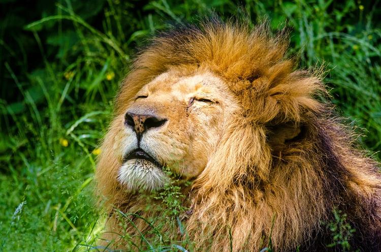 Видео, как Зубков воспитывает львов волшебным тапком, популярно в сети