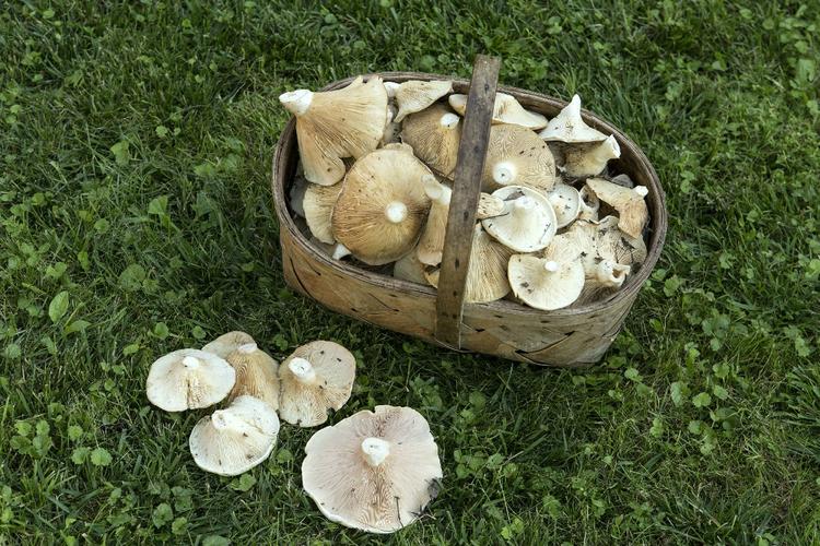 В Подмосковье ожидается богатый грибной урожай