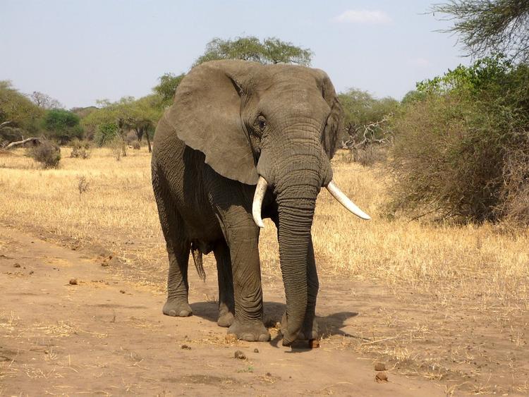 Видео, как слон напал на лодку с туристами, смотрят в сети