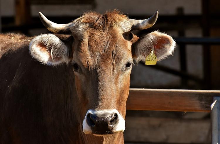 В Болгарии помиловали сбежавшую из ЕС корову