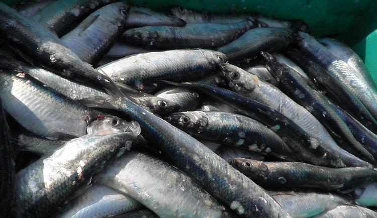 Экологи бьют тревогу: на Сахалине массово гибнет рыба
