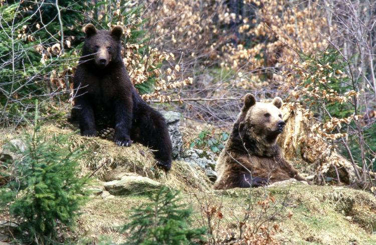 Популяция медведей растет в Иркутской области