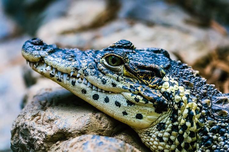 На камчатском рынке в течение 9 лет жил крокодил Гена