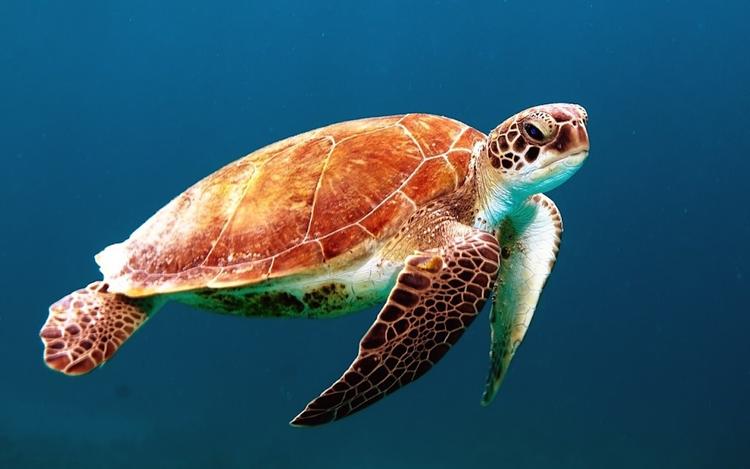 Окаменелости черепахи юрского периода найдены в Китае