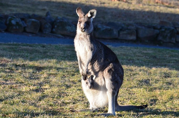 Во Франции нашелся кенгуру, сбежавший из зоопарка два месяца назад