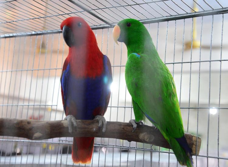 Узбекистан захватил российский рынок попугаев