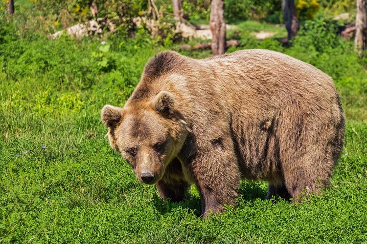 На Камчатке медведь попытался взломать иномарку