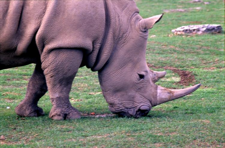 Рога редчайшего черного носорога пытались провезти в Россию из ЮАР