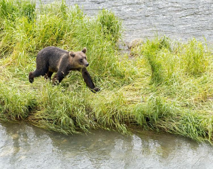 В Иркутской области медведь задрал человека в лесу