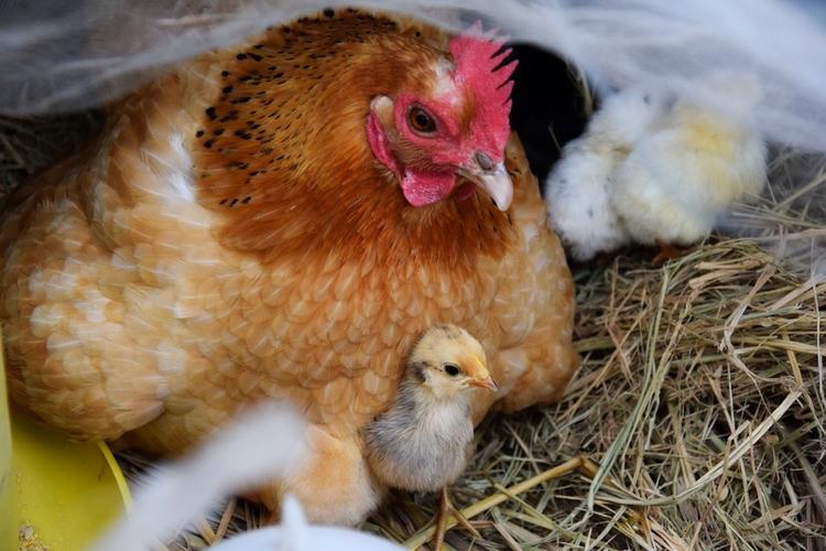 Власти Казахстана ограничили ввоз мяса птицы и яиц с территории РФ