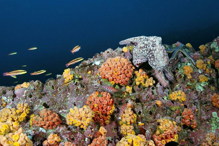 Большой Барьерный риф под угрозой
