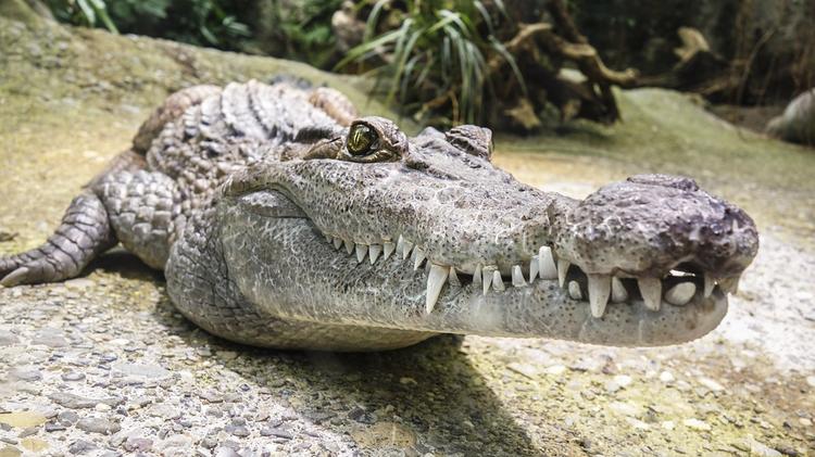 В Таиланде поймали крокодила, десять дней нагонявшего страх на Пхукет