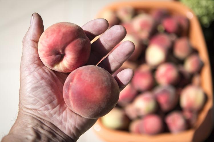 В турецких персиках в Подмосковье обнаружили восточную плодожорку