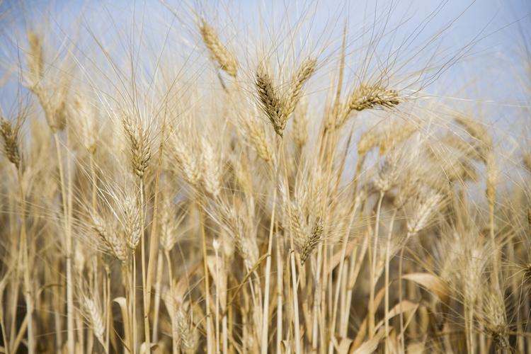 Урожай зерна выше прошлогоднего, но прогноз не радует