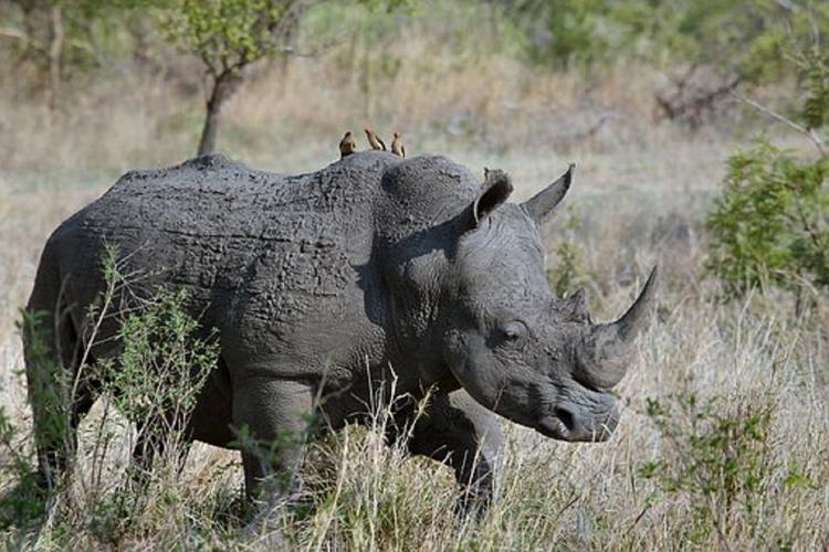 Видео, как носорог напал на семью в сафари-парке Мексики