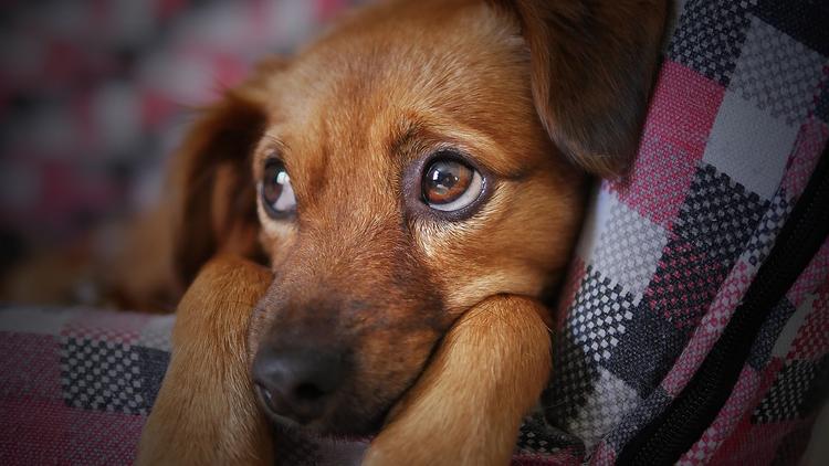 Перуанский болельщик вернулся в Россию за спасённой в Сочи собакой
