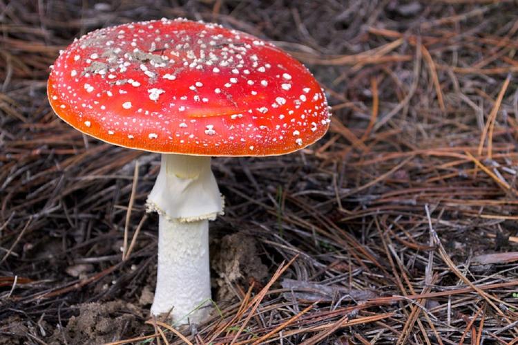 В Крыму почти дюжина человек в монастыре отравились грибами