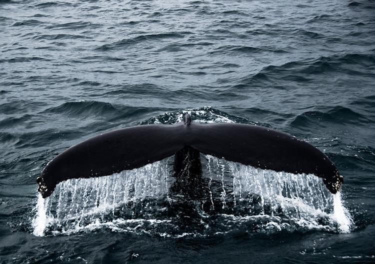 Останки древнего кита нашли при строительстве подхода к Крымскому мосту