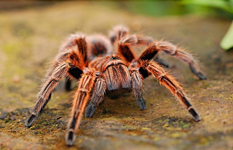 Учёные рассказали, чем может помочь яд пауков