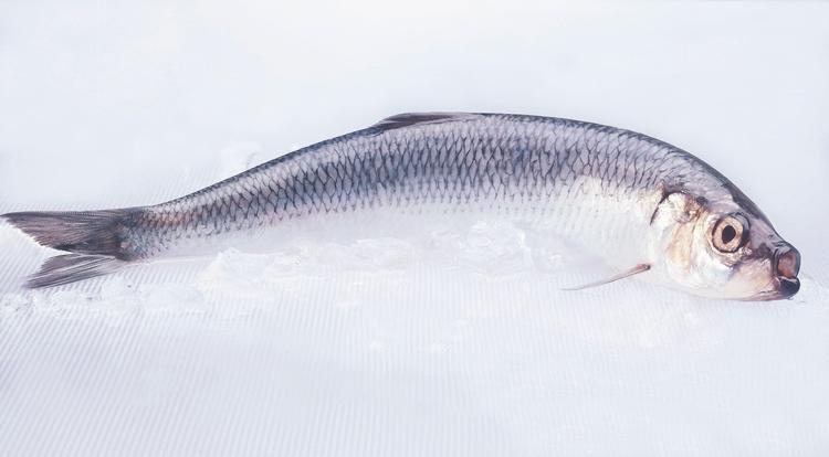 Иваси, скумбрия и сайра поддержали красную рыбу