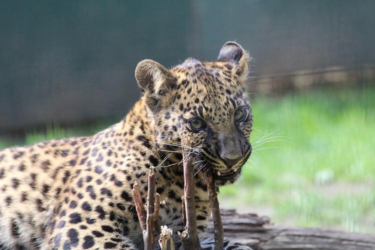 Редчайший леопард появился на свет в крымском парке "Тайган"