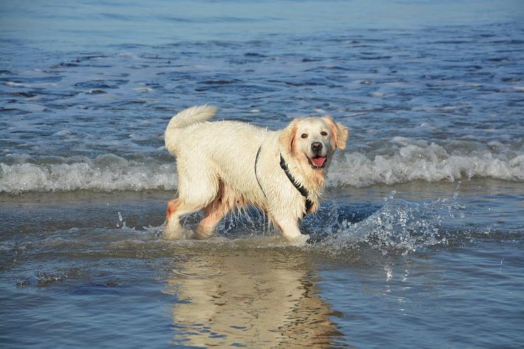 Японская собака, любящая подводное плавание, стала звездой сети
