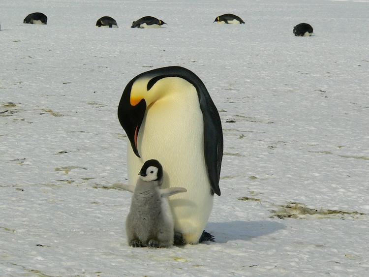 Эксперты: пингвинам в Антарктиде грозит вымирание