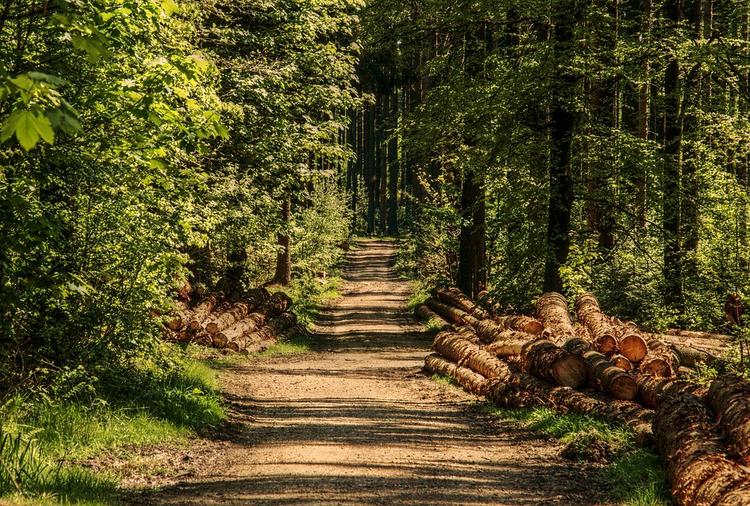 Путин назвал сохранение леса одним из значимых  приоритетов России